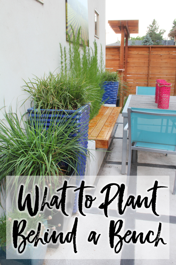 WHAT TO PLANT BEHIND A GARDEN BENCH. When we added a planter bench in our backyard, we had a hard time finding a plant that would grow tall and straight, but be soft against our backs. We finally found the perfect plant for our garden bench!